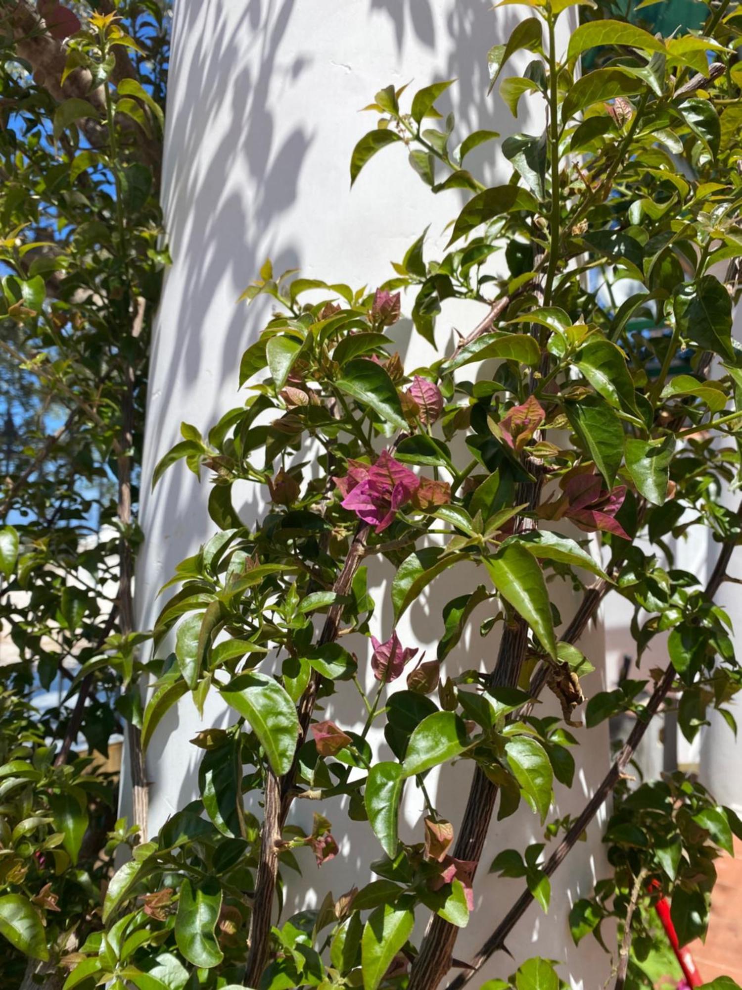 B&B La Ciammurrella Anacapri  Exteriér fotografie